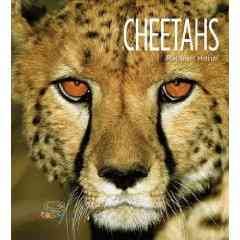 Cheetahs / Rachael Hanel.